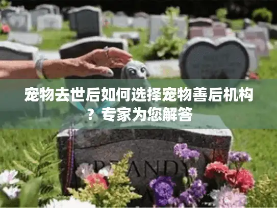 宠物去世后如何选择宠物善后机构？专家为您解答