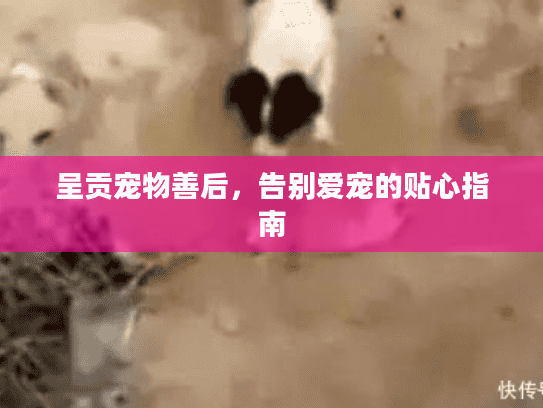 呈贡宠物善后,告别爱宠的贴心指南 呈贡宠物善后,告别爱宠的贴心指南