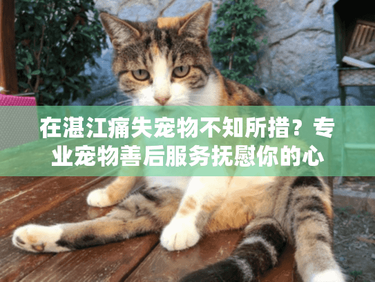 在湛江痛失宠物不知所措？专业宠物善后服务抚慰你的心