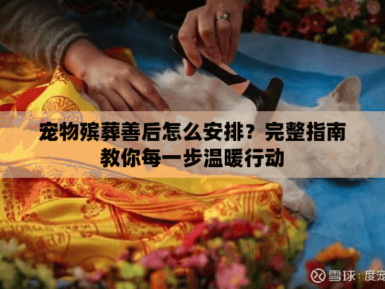 宠物殡葬善后怎么安排？完整指南教你每一步温暖行动