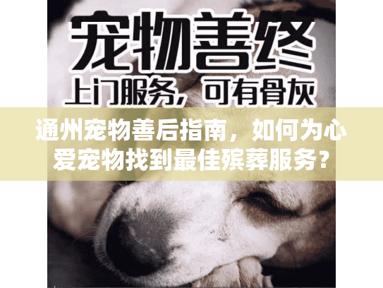 通州宠物善后指南，如何为心爱宠物找到最佳殡葬服务？