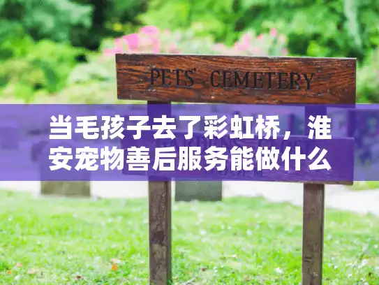 当毛孩子去了彩虹桥，淮安宠物善后服务能做什么？