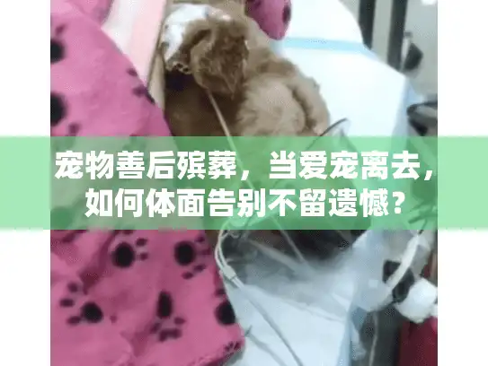 宠物善后殡葬,当爱宠离去,如何体面告别不留遗憾? 宠物善后殡葬,当爱宠离去,如何体面告别不留遗憾?