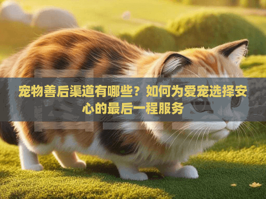 宠物善后渠道有哪些？如何为爱宠选择安心的最后一程服务