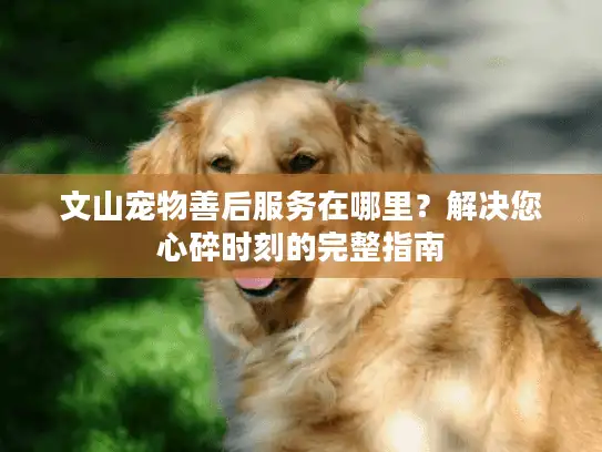 文山宠物善后服务在哪里？解决您心碎时刻的完整指南