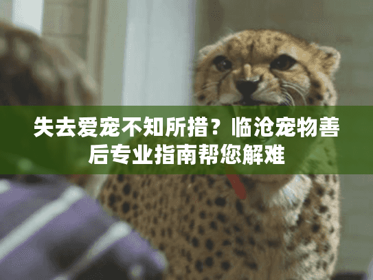 失去爱宠不知所措？临沧宠物善后专业指南帮您解难