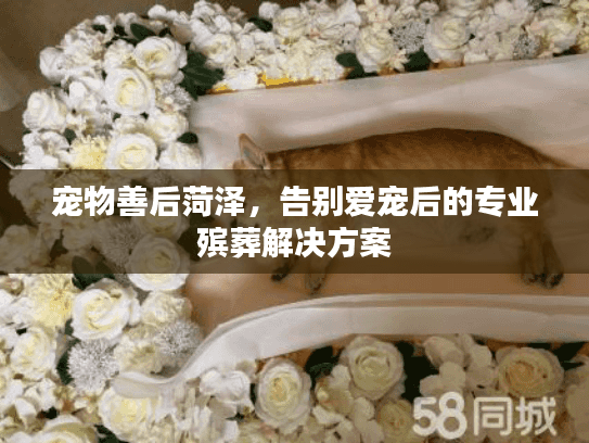 宠物善后菏泽，告别爱宠后的专业殡葬解决方案
