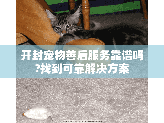 开封宠物善后服务靠谱吗?找到可靠解决方案 开封宠物善后服务靠谱吗?找到可靠解决方案