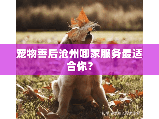 宠物善后沧州哪家服务最适合你？