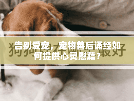 告别爱宠,宠物善后诵经如何提供心灵慰藉? 告别爱宠,宠物善后诵经如何提供心灵慰藉?