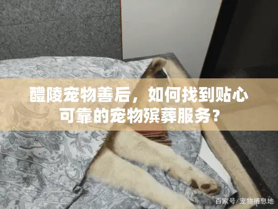 醴陵宠物善后，如何找到贴心可靠的宠物殡葬服务？
