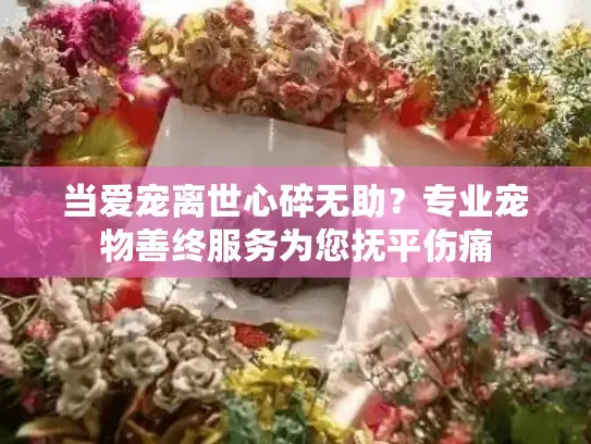 当爱宠离世心碎无助?专业宠物善终服务为您抚平伤痛 当爱宠离世心碎无助?专业宠物善终服务为您抚平伤痛