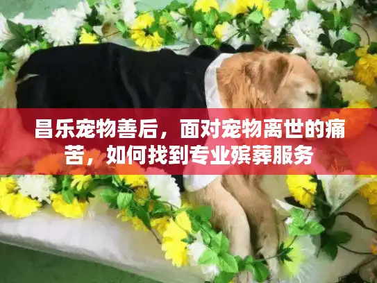 昌乐宠物善后，面对宠物离世的痛苦，如何找到专业殡葬服务