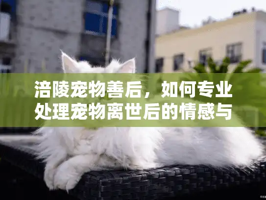 涪陵宠物善后,如何专业处理宠物离世后的情感与事务 涪陵宠物善后,如何专业处理宠物离世后的情感与事务