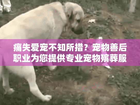 痛失爱宠不知所措？宠物善后职业为您提供专业宠物殡葬服务解决方案