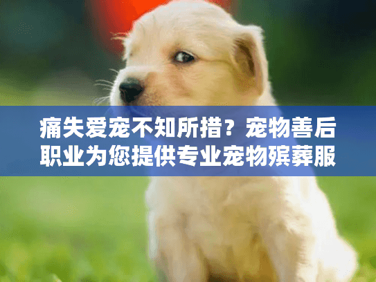 痛失爱宠不知所措？宠物善后职业为您提供专业宠物殡葬服务解决方案