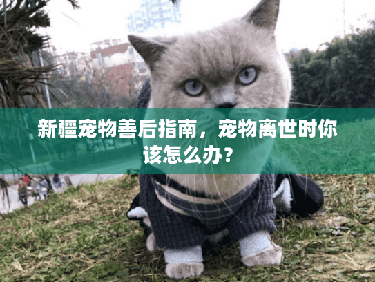 新疆宠物善后指南，宠物离世时你该怎么办？