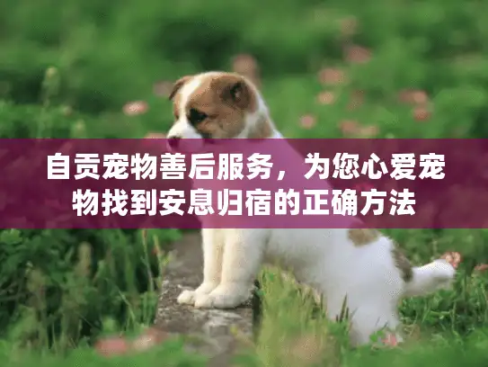 自贡宠物善后服务，为您心爱宠物找到安息归宿的正确方法