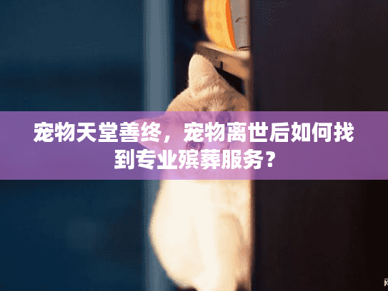 宠物天堂善终，宠物离世后如何找到专业殡葬服务？