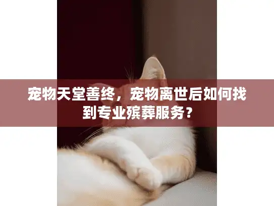 宠物天堂善终，宠物离世后如何找到专业殡葬服务？