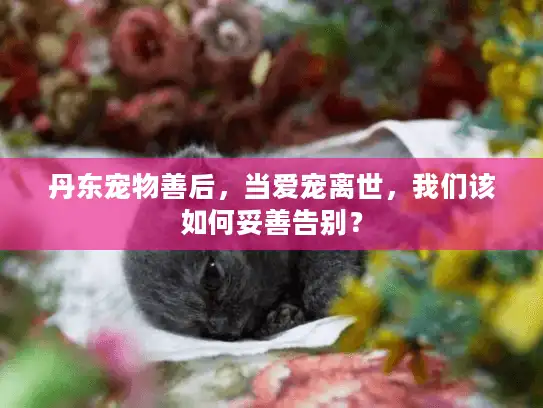 丹东宠物善后，当爱宠离世，我们该如何妥善告别？