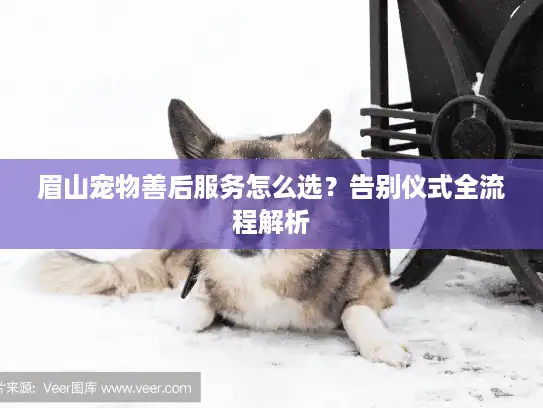 眉山宠物善后服务怎么选？告别仪式全流程解析