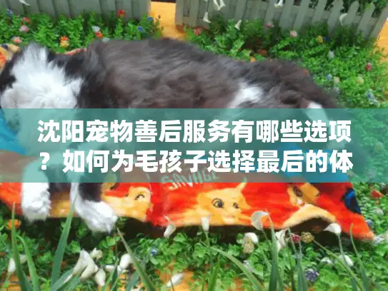 沈阳宠物善后服务有哪些选项？如何为毛孩子选择最后的体面告别？