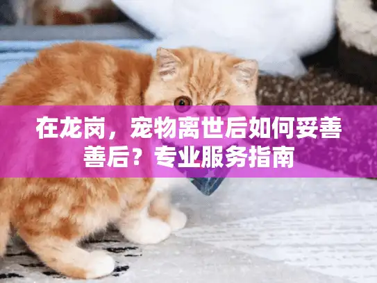 在龙岗,宠物离世后如何妥善善后?专业服务指南 在龙岗,宠物离世后如何妥善善后?专业服务指南