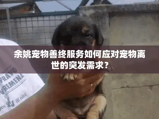 余姚宠物善终服务如何应对宠物离世的突发需求？