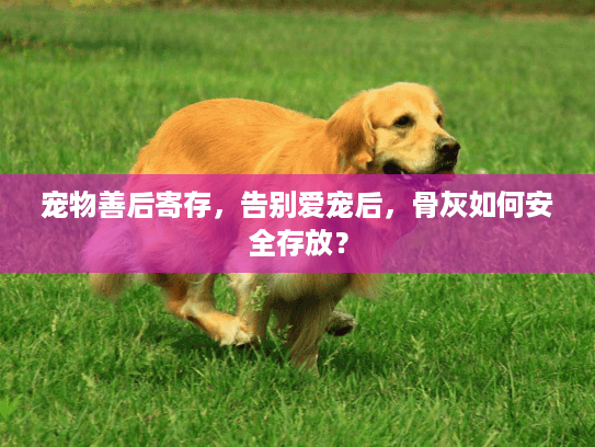 宠物善后寄存，告别爱宠后，骨灰如何安全存放？