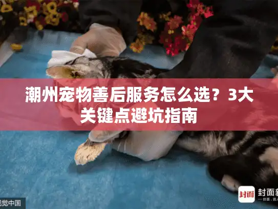 潮州宠物善后服务怎么选？3大关键点避坑指南