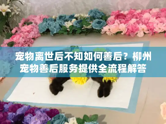 宠物离世后不知如何善后？柳州宠物善后服务提供全流程解答