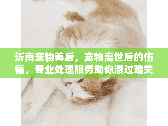 沂南宠物善后,宠物离世后的伤痛,专业处理服务助你渡过难关 沂南宠物善后,宠物离世后的伤痛,专业处理服务助你渡过难关