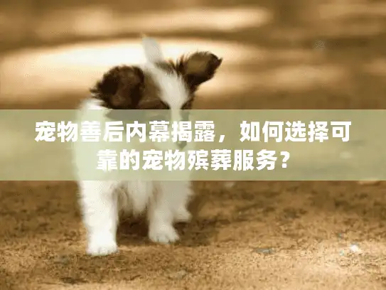 宠物善后内幕揭露，如何选择可靠的宠物殡葬服务？