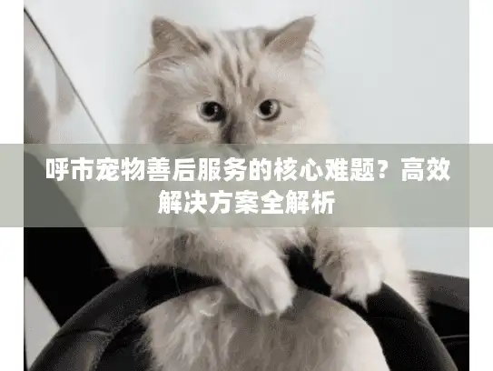 呼市宠物善后服务的核心难题？高效解决方案全解析