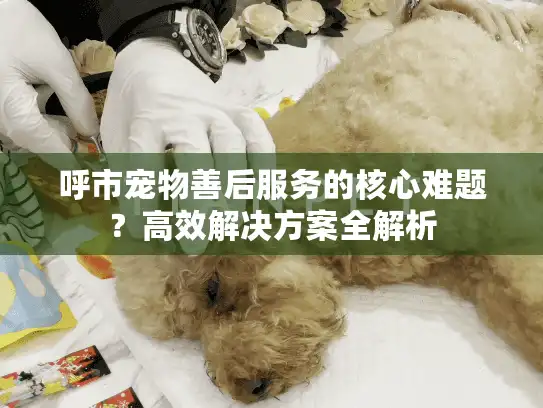 呼市宠物善后服务的核心难题？高效解决方案全解析