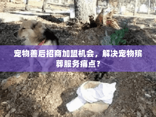 宠物善后招商加盟机会，解决宠物殡葬服务痛点？