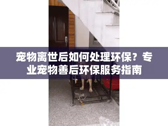 宠物离世后如何处理环保?专业宠物善后环保服务指南 宠物离世后如何处理环保?专业宠物善后环保服务指南
