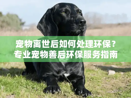 宠物离世后如何处理环保?专业宠物善后环保服务指南 宠物离世后如何处理环保?专业宠物善后环保服务指南
