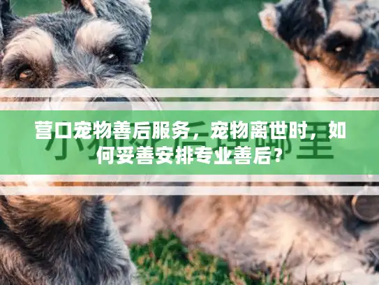 营口宠物善后服务,宠物离世时,如何妥善安排专业善后? 营口宠物善后服务,宠物离世时,如何妥善安排专业善后?