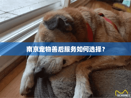 南京宠物善后服务如何选择? 南京宠物善后服务如何选择?