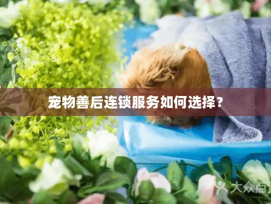 宠物善后连锁服务如何选择? 宠物善后连锁服务如何选择?