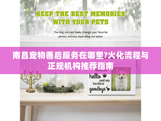 南昌宠物善后服务在哪里?火化流程与正规机构推荐指南