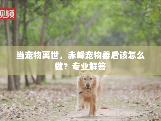 当宠物离世，赤峰宠物善后该怎么做？专业解答