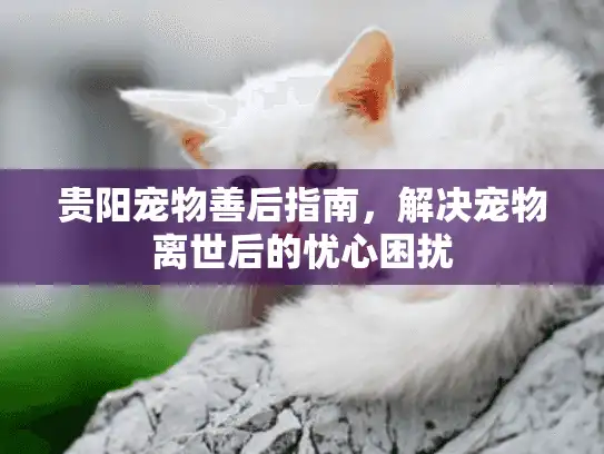 贵阳宠物善后指南，解决宠物离世后的忧心困扰
