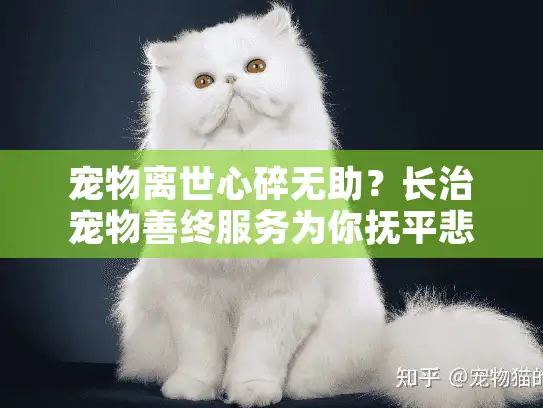 宠物离世心碎无助?长治宠物善终服务为你抚平悲伤 宠物离世心碎无助?长治宠物善终服务为你抚平悲伤