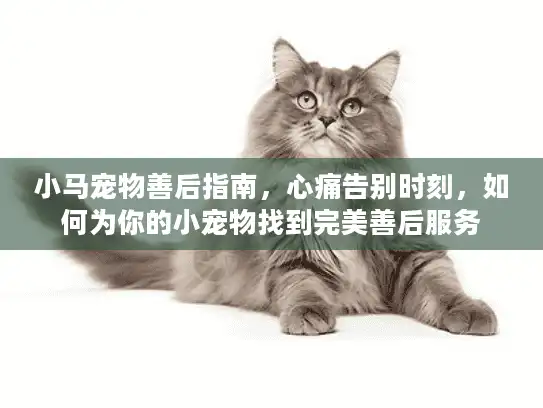 小马宠物善后指南，心痛告别时刻，如何为你的小宠物找到完美善后服务