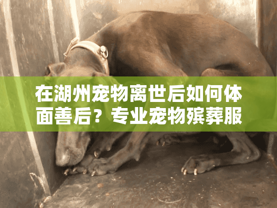 在湖州宠物离世后如何体面善后？专业宠物殡葬服务完全指南