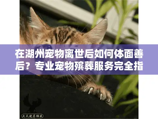 在湖州宠物离世后如何体面善后？专业宠物殡葬服务完全指南