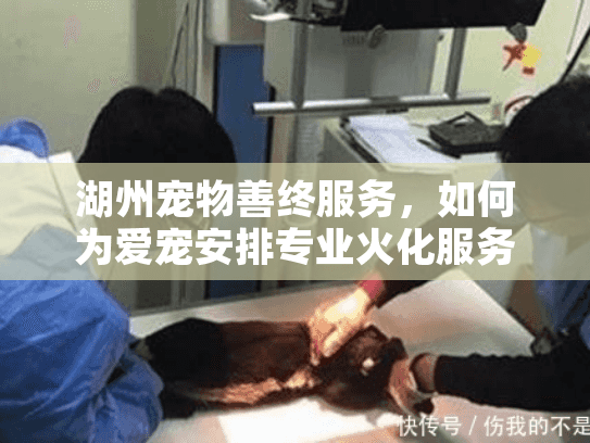 湖州宠物善终服务，如何为爱宠安排专业火化服务？